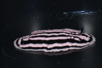 Media type: image;   Malacology 393736 Description: live specimen;